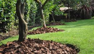 Una línea de árboles con bases de mantillo en un jardín bien mantenido con un banco de madera en el fondo.