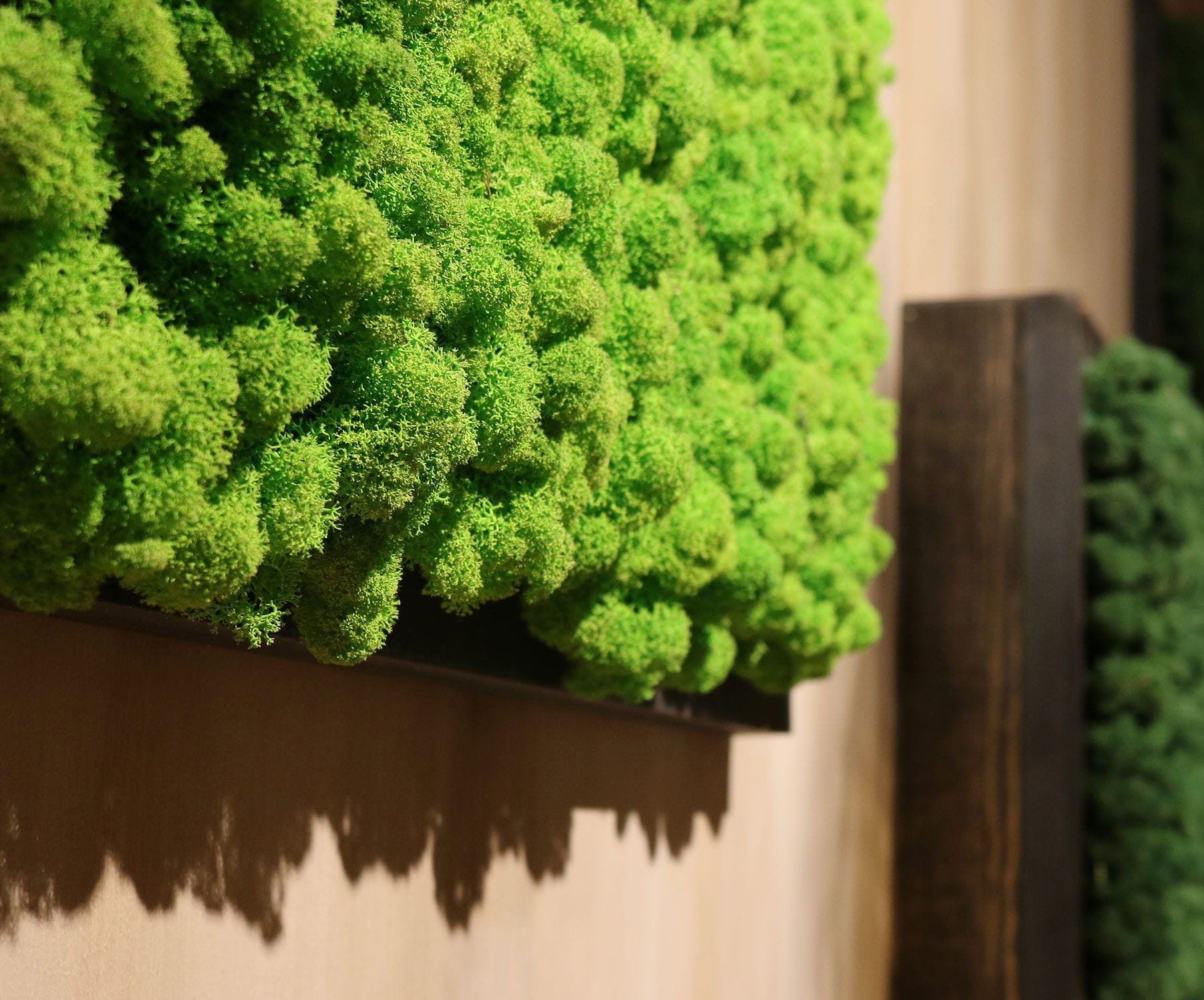 Primer plano de musgo verde vibrante que crece sobre una repisa de madera diseñada con nuevos materiales para interiorismo sobre un fondo beige.